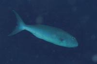 Image result for Aprion virescens