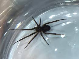 Attēlu rezultāti vaicājumam “Steatoda grossa female”