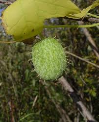 Attēlu rezultāti vaicājumam “Crataegus macracantha fruit”