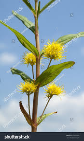 Attēlu rezultāti vaicājumam “Lysimachia thyrsiflora”
