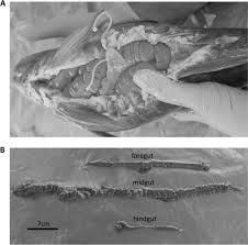 Image result for Scarus trispinosus