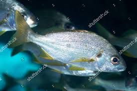 Image result for Pomadasys incisus