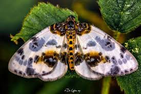 Attēlu rezultāti vaicājumam “Abraxas sylvata”