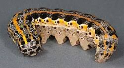 Attēlu rezultāti vaicājumam “Orthosia miniosa imago”