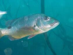 Image result for Petrus rupestris