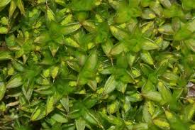 Attēlu rezultāti vaicājumam “Syntrichia papillosa”