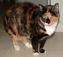 Calico Cat Mystical Fairy Cats Pumpkin, Thanksgiving Harvest Fall ...