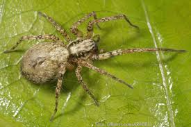 Attēlu rezultāti vaicājumam “Anyphaena accentuata”