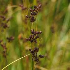 Attēlu rezultāti vaicājumam “Juncus compressus”