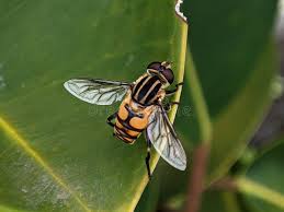 Attēlu rezultāti vaicājumam “Helophilus pendulus”