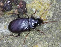 Attēlu rezultāti vaicājumam “Nebria brevicollis”