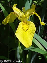 Attēlu rezultāti vaicājumam “Iris pseudacorus fruit”