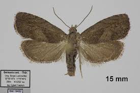 Attēlu rezultāti vaicājumam “Dichrorampha simpliciana”