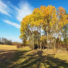 Attēlu rezultāti vaicājumam “Populus tremula”