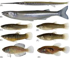 Image result for Chrysoblephus cristiceps