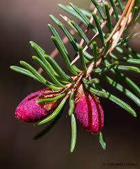 Attēlu rezultāti vaicājumam “Picea abies male flower”