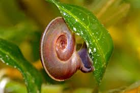 Attēlu rezultāti vaicājumam “Planorbis planorbis”