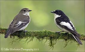 Attēlu rezultāti vaicājumam “Ficedula hypoleuca male”