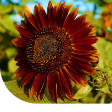 Image result for Sonnenblume