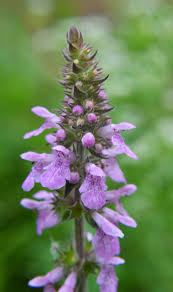 Attēlu rezultāti vaicājumam “Stachys palustris flower”
