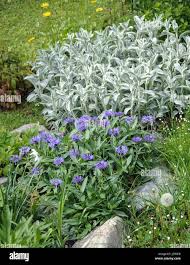 Image result for Flockenblume