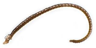 Attēlu rezultāti vaicājumam “Hydriomena impluviata”