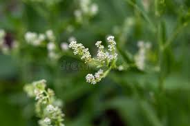 Attēlu rezultāti vaicājumam “Lepidium latifolium flower”