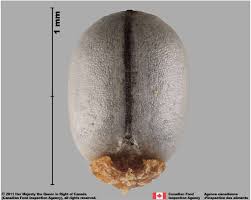 Attēlu rezultāti vaicājumam “Euphorbia cyparissias fruit”