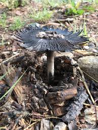 Image result for coprinus