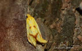 Attēlu rezultāti vaicājumam “Agapeta hamana”