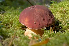 Attēlu rezultāti vaicājumam “Boletus pinophilus”