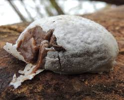 Attēlu rezultāti vaicājumam “Lycogala ustulatum macro”