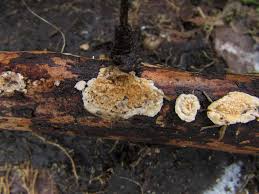 Attēlu rezultāti vaicājumam “Phlebia rufa”