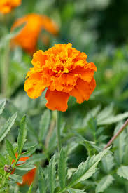 Attēlu rezultāti vaicājumam “Tagetes flower”