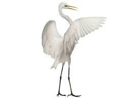 Attēlu rezultāti vaicājumam “Egretta alba adult”