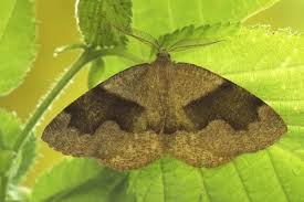 Attēlu rezultāti vaicājumam “Plagodis pulveraria”