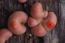 Attēlu rezultāti vaicājumam “Lycogala asperum”