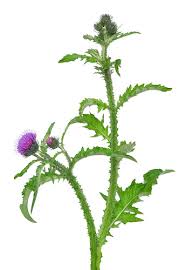 Attēlu rezultāti vaicājumam “Carduus crispus”