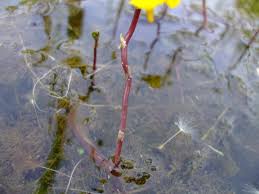 Attēlu rezultāti vaicājumam “Utricularia vulgaris”