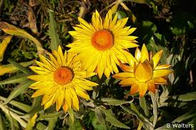 Image result for Helichrysum bracteatum