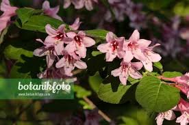 Attēlu rezultāti vaicājumam “Weigela praecox”