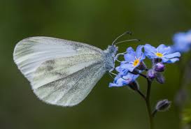 Attēlu rezultāti vaicājumam “Leptidea sinapis”