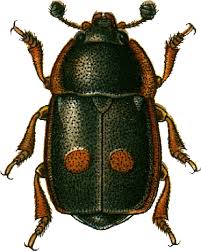 Attēlu rezultāti vaicājumam “Nitidulidae”