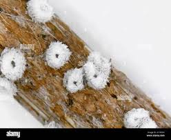 Attēlu rezultāti vaicājumam “Lachnella alboviolascens”