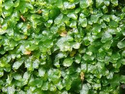 Attēlu rezultāti vaicājumam “Riccardia latifrons”