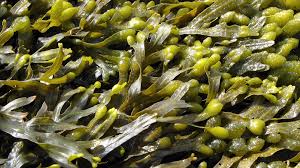 Attēlu rezultāti vaicājumam “Fucus vesiculosus”