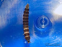 Attēlu rezultāti vaicājumam “Phosphaenus hemipterus male”