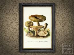 Attēlu rezultāti vaicājumam “Lactarius necator”