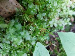 Attēlu rezultāti vaicājumam “Plagiomnium elatum”