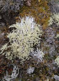 Attēlu rezultāti vaicājumam “Cetraria sepincola”